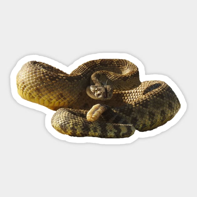 Rattlesnake, Reptiles, wildlife, gifts, Deadly Silence Sticker by sandyo2ly